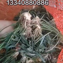 麦冬种苗产地直供量大从优对接全国欢迎采购