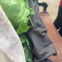 甘蓝上市