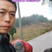 五倍子装车