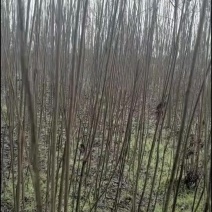 漆树苗