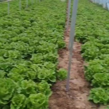 生菜，意大利生菜