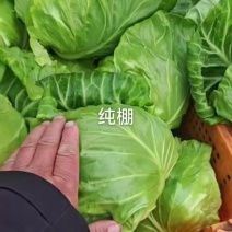 山东甘蓝散装袋装装框都可以