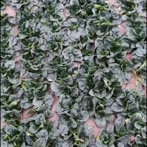 趴地菠菜