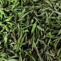 安吉白茶上市了。