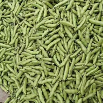 蚕豆（葫豆）本地货3月中旬将大量上市。有需要的老板光临。