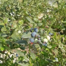 大凉山25花香蓝莓