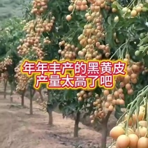 香蜜黑黄皮