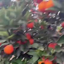 血橙