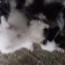 宠物猫猫兔59一只，普通肉兔30一只！