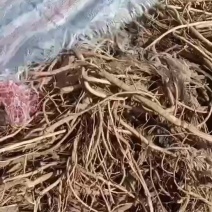内蒙古黄芪