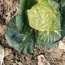 甘蓝圆包菜