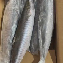 马鲛1000/2000，