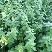 连州枸杞叶，种植户直产地，量大批发！