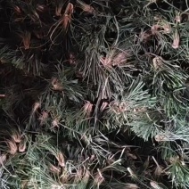 四川核心产品麦冬种苗
