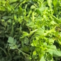 荠菜