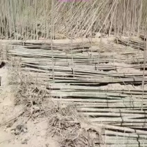 山东省郓城县大量优质杨树苗出售无絮杨107