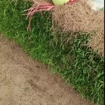 韭菜根代发