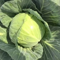 脆皮甘蓝