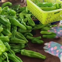广东鲜辣椒，芜湖椒，产地直发保质保量欢迎订购。