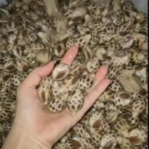海南的东风螺，有需要的可以来联系