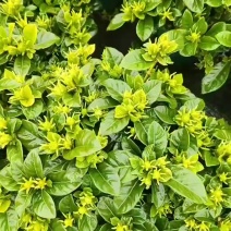 栀子花