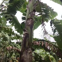 芭蕉一个月后大量上市