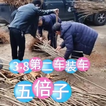 五倍子发车