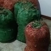 三台麦冬主产区，种苗㧗发，纯干货