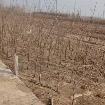 山桃苗