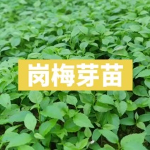岗梅芽苗