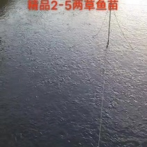 草鱼苗