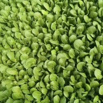 精品上海青油菜大量有货现货老板来下单吧