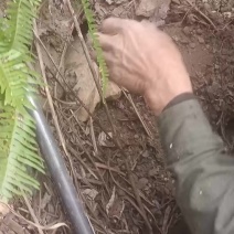 野生蜜蜂糖