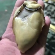 台山金蚝6成干