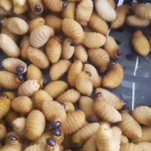 高蛋白竹笋虫