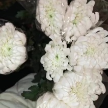 广州菊花全国发货