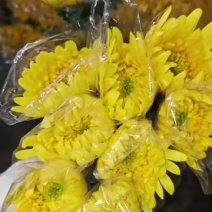 广州菊花全国发货