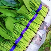 山东精品大叶菠菜大量上市有需要的随时联系