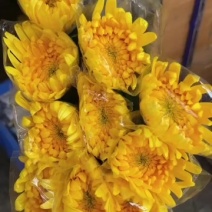 广州菊花全国发货