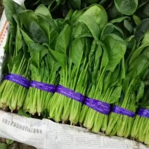 【菠菜】山东大叶菠菜供应各大市场电商商超欢迎选购