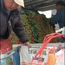 精品小菠菜