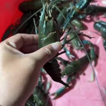 澳洲淡水龙虾