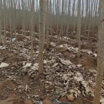 107杨树苗