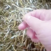 油炸公鱼，好吃不苦，价格实惠需要的老板联系我咨询！