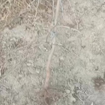 沾化冬枣树苗