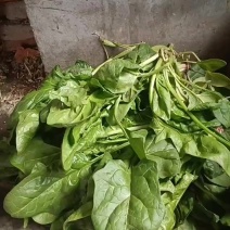 菠菜