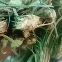 麦冬苗