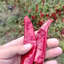 速冻金塔鲜辣椒