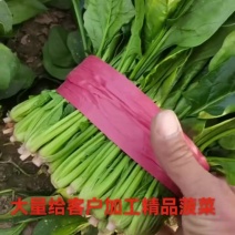 【热卖】山东大叶菠菜产地直发可视频看货欢迎选购