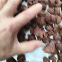 正宗老树龙眼干桂圆肉干